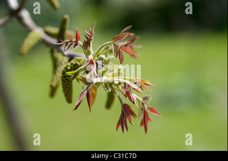 Walnut Tree blossoms e germogli di close-up con dettaglio shallow DOF, stagione primaverile. Foto Stock