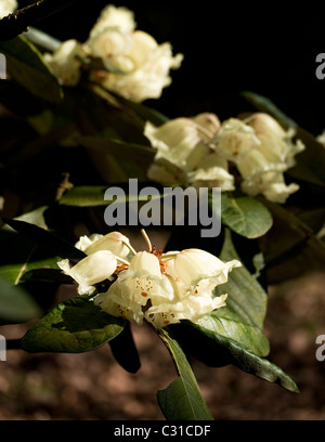 Rhododendron macabeanum in fiore Foto Stock