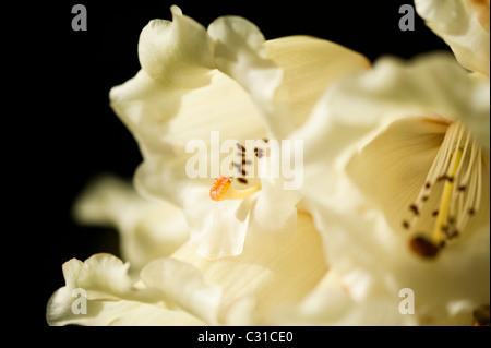 Rhododendron macabeanum in fiore Foto Stock