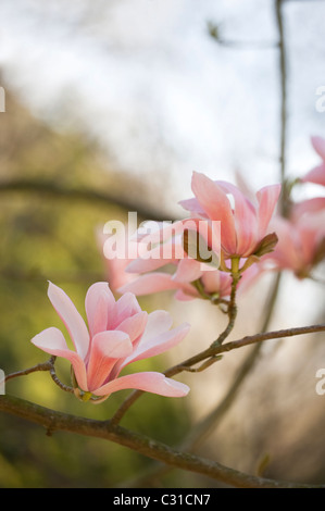 Magnolia sprengeri in fiore Foto Stock