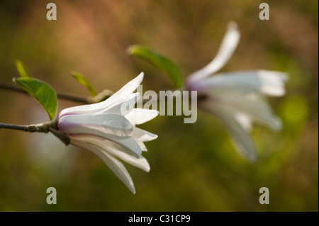 Magnolia x proctoriana in fiore Foto Stock