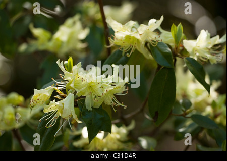 Rhododendron ambiguum in fiore Foto Stock