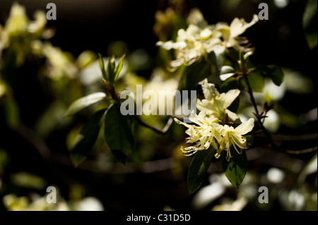 Rhododendron ambiguum in fiore Foto Stock
