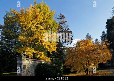 Magnolie e GINKGO BILOBA ALBERI IN GOLDEN colori dell'autunno, lo Chateau e arboreto di HARCOURT, Eure (27), Francia Foto Stock