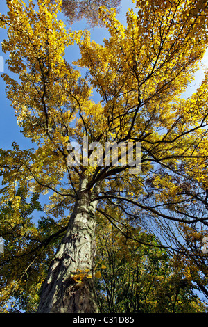 Il Ginkgo biloba alberi IN GOLDEN colori dell'autunno, lo Chateau e arboreto di HARCOURT, Eure (27), Francia Foto Stock