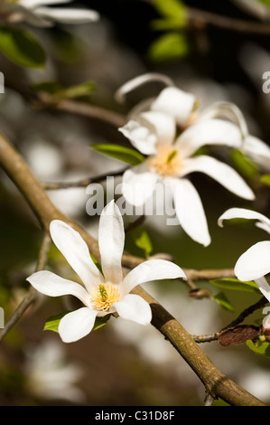 Magnolia kobus in fiore Foto Stock