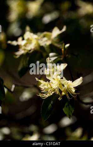 Rhododendron ambiguum in fiore Foto Stock