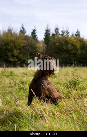 Lavorando Cocker Spaniel in formazione Foto Stock