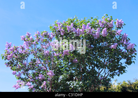 Lilac albero in fiore Foto Stock