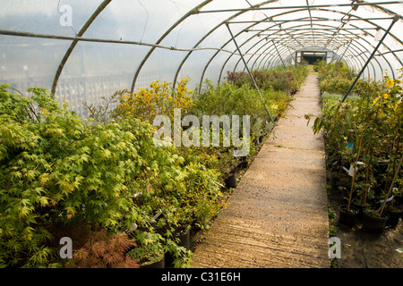 Polytunnel in vivaio con arbusti crescono Foto Stock
