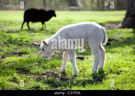Giovane agnello mangiare a prato Foto Stock