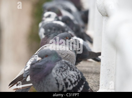 Piccioni seduti in fila su di un bordo di battuta Foto Stock