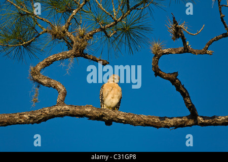 Rosso Falco con spallamento seduta nella struttura ad albero a cavatappi palude Santuario fuori Napoli Florida Foto Stock
