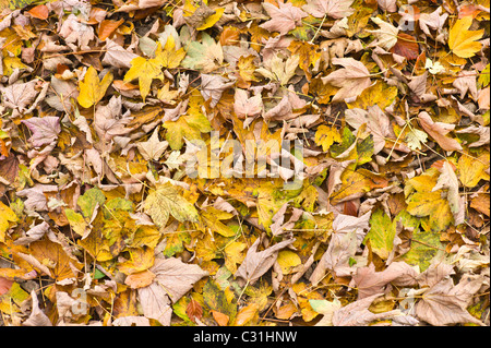 Foglie di autunno, Sycamore, rame faggio e calce, sul suolo della foresta in autunno, il Costwolds, REGNO UNITO Foto Stock