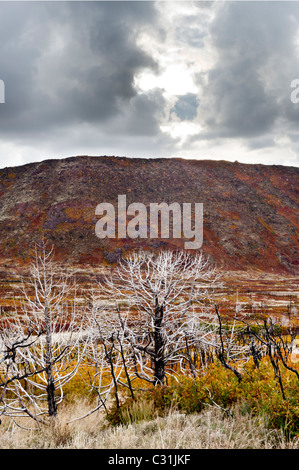 Autunno o i colori dell'Autunno La Sal Mountain Road vicino a Moab Utah USA gli alberi morti e rami mostrano evidenza di un recente incendio di boschi Foto Stock