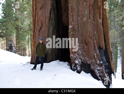 Un uomo in piedi di fronte a Sequoia gigante albero in inverno Foto Stock