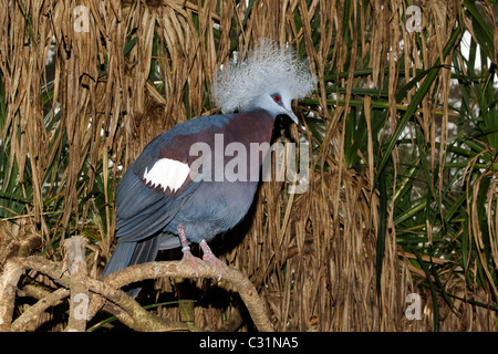 Western incoronato-pigeon, Goura cristata, singolo captive bird sul ramo, Indonesia, Marzo 2011 Foto Stock