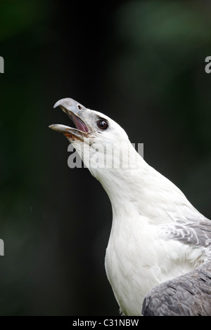 Bianco-mare panciuto-eagle, Haliaeetus leucogaster, singolo captive bird colpo alla testa chiamando, Indonesia, Marzo 2011 Foto Stock