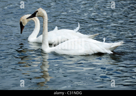 Trumpeter swans galleggiante e foraggio su acqua chiara. Foto Stock