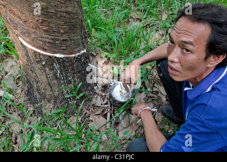 La raccolta di lattice mettendo un rubinetto foro nella corteccia dell'albero di gomma, Thailandia, ASIA Foto Stock