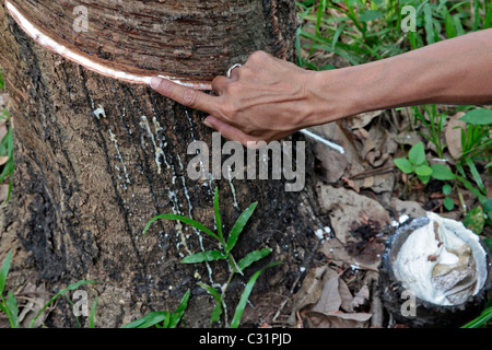 La raccolta di lattice mettendo un rubinetto foro nella corteccia dell'albero di gomma, Thailandia, ASIA Foto Stock