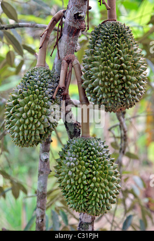 DURIANS, frutta tropicale dalla struttura ad albero dello stesso nome (DURIO ZIBETHINUS), noti per il loro forte odore, Thailandia, ASIA Foto Stock