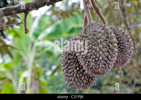 DURIANS, frutta tropicale dalla struttura ad albero dello stesso nome (DURIO ZIBETHINUS), noti per il loro forte odore, Thailandia, ASIA Foto Stock