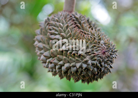 DURIAN, frutta tropicale dalla struttura ad albero dello stesso nome (DURIO ZIBETHINUS), noto per la sua MOLTO FORTE ODORE, Thailandia, ASIA Foto Stock