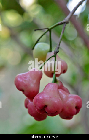 Mele rosa o acqua mele, frutta tropicali che crescono su di Syzygium jambos TREE, Thailandia, ASIA Foto Stock