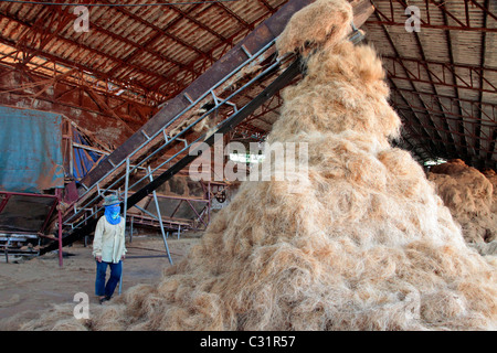 La produzione di fibre di cocco per la realizzazione di materassi, BANG SAPHAN, Thailandia, ASIA Foto Stock