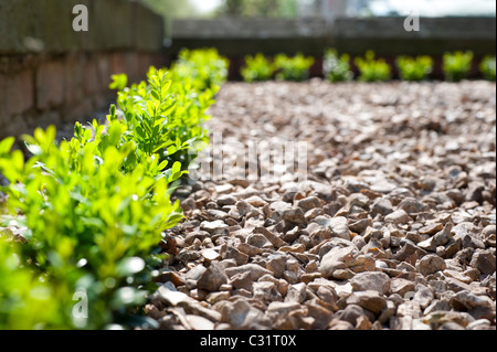 I giovani appena piantata siepe di bosso piante in righe sul sentiero di ghiaia Foto Stock