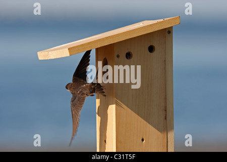Tree Swallow (Tachycineta bicolore), femmina volare lontano dal nuovo nido in legno box. Foto Stock
