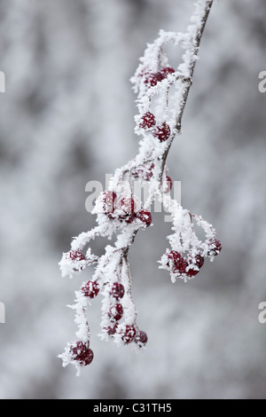 Scena invernale trasformata per forte gradiente gelo dei cristalli di ghiaccio su biancospino bacche di Cotswolds, REGNO UNITO Foto Stock