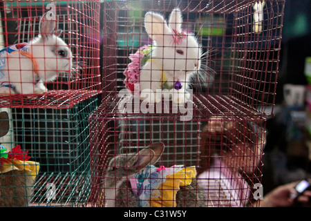 La vendita di conigli nani in costumi, mercato serale, BANG SAPHAN, Thailandia, ASIA Foto Stock