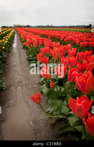 Un segno certo di primavera è la nascita dei tulipani colorati in Skagit Valley vicino a Mt. Vernon, nello Stato di Washington, USA. Foto Stock