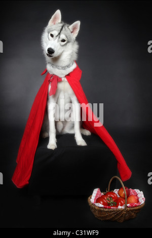 ELIAS come Little Red Riding Hood, Siberian Husky Foto Stock
