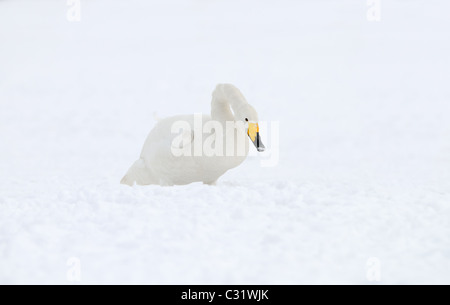 Whooper cigni, matura e i capretti (Cygnus cygnus) sul ghiaccio e nell'acqua di Kussharo, lago vulcanico, Akan, Hokkaido, Giappone Foto Stock