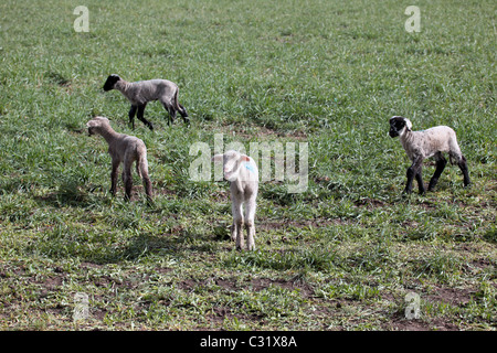 Quattro neonato agnelli in un pascolo verde durante la riproduzione. Uno grida per la madre. Ranch in Utah centrale Foto Stock