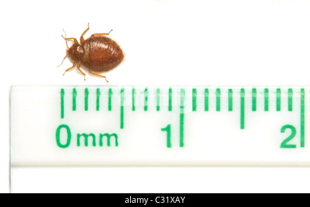 Comune bedbug adulto- Bug letto (Cimex lectularius) con millimetro / pollice righello, mostra la dimensione relazionale di questo insetto parassita, Colorado US. Foto Stock