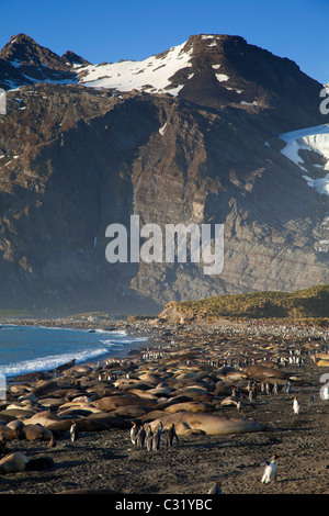 La mattina presto sulla spiaggia di Porto Oro, Isola Georgia del Sud Foto Stock