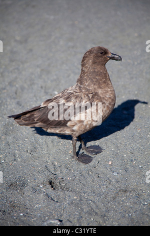 Marrone (Skua Antartico) sulla spiaggia di ghiaia a Gold Harbour, Isola Georgia del Sud Foto Stock