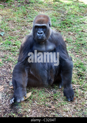 Gorilla Silverback presso lo Zoo di Melbourne, Australia Foto Stock