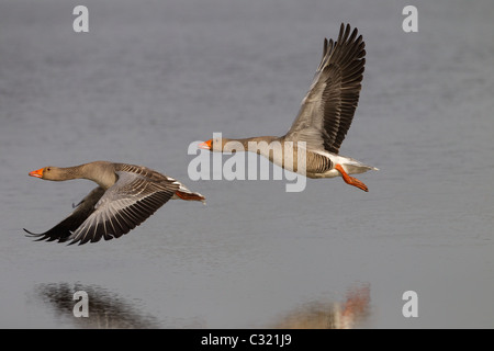 Graylag oche Anser anser gregge in volo su Norfolk paludi costiere Foto Stock