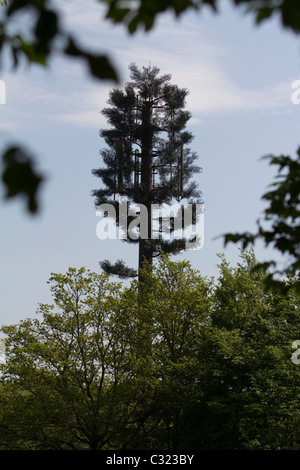 Telecom Telecom Telecom Telecom si traveste da albero nella foresta di Epping, Chingford, Londra Foto Stock