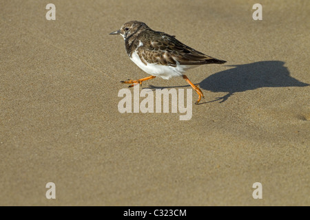 Turnstone Arenaria interpres in esecuzione sulla spiaggia Foto Stock