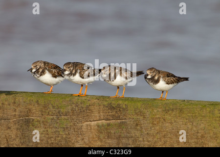 Turnstone Arenaria interpres poggiante sulla struttura di frangionde Foto Stock