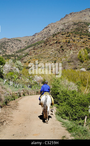 Il contadino a cavallo nei pressi di Ohanes village a La Alpujarra regione dell'Andalusia, Spagna, Europa Foto Stock