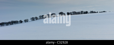 Fila di alberi nel paesaggio invernale in Swinbrook, il Costwolds, REGNO UNITO Foto Stock