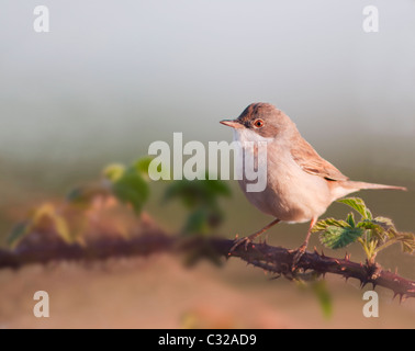 Arroccato Whitethroat femmina (Sylvia communis) sulla boccola di rovo nel Warwickshire Foto Stock