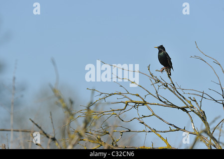 Eurasian starling (Sturnus vulgaris) in piedi su un ramo - molla - Belgio Foto Stock